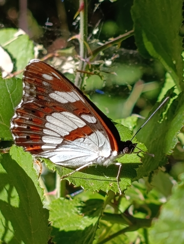 Southern White Admiral