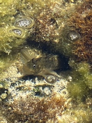 Istiblennius