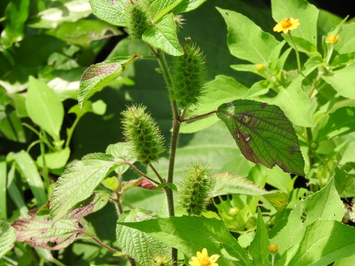 Acalypha arvensis, photograph 1