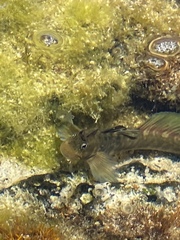 Istiblennius