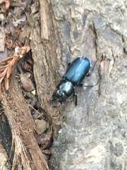 Platycerus oregonensis