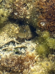 Istiblennius