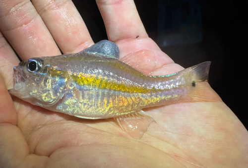 Cavite cardinalfish (Ostorhinchus cavitensis) — Apogonidae — 2