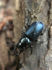 Platycerus oregonensis