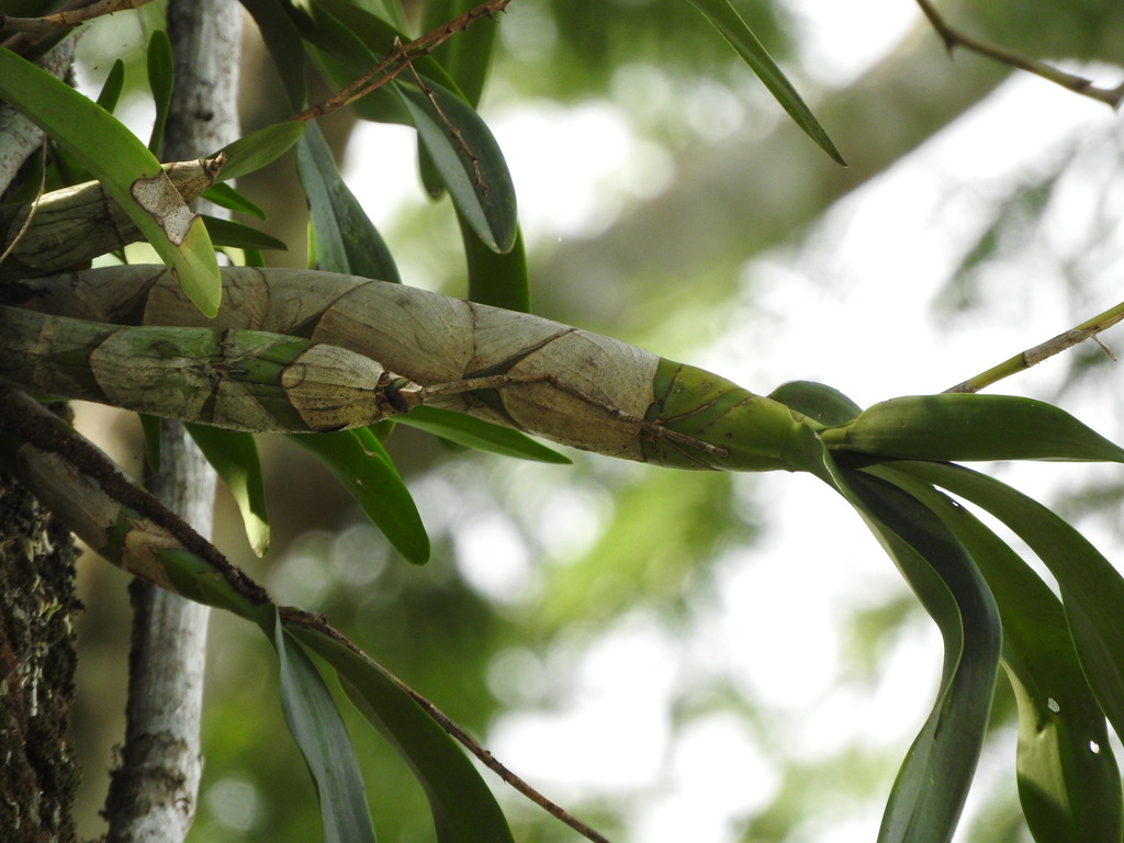 Caularthron bilamellatum; photograph (c) Alexis López Hernández, some rights reserved (CC BY)