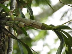 Caularthron bilamellatum