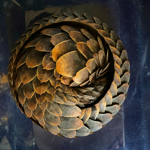 Black-bellied Pangolin