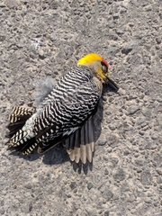 Melanerpes chrysogenys