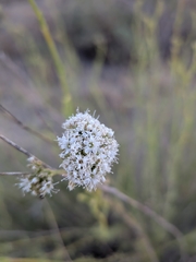 Gypsophila struthium, photograph (c) frangp, some rights reserved (CC BY)