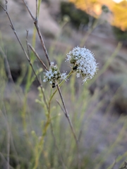 Gypsophila struthium, photograph (c) frangp, some rights reserved (CC BY)