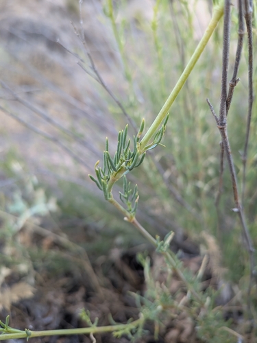 Gypsophila struthium, photograph 5