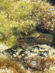 Istiblennius