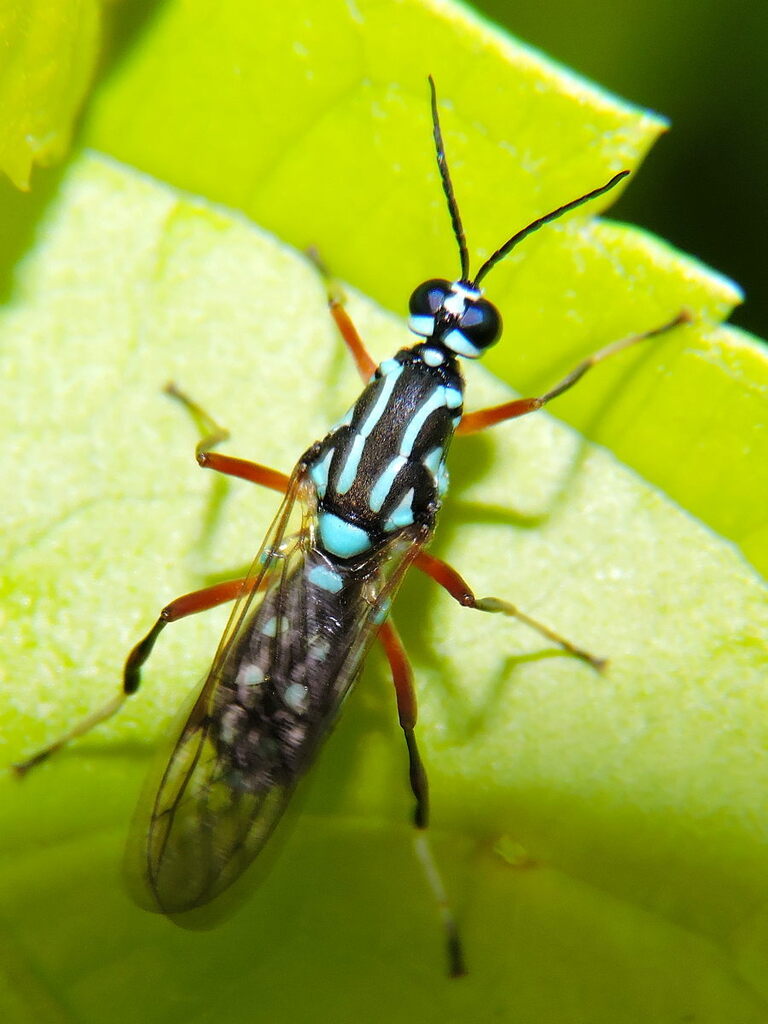 Anisoscapus