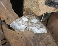 Chrysolarentia gypsomela