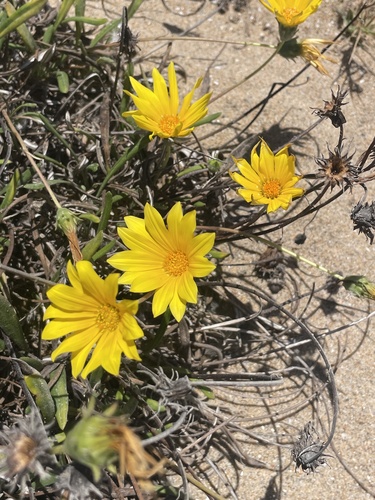 Gazania linearis