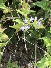 Tamaulipa azurea