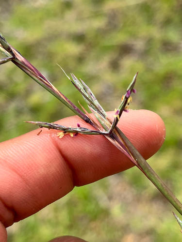 Cymbopogon refractus observed 2026-07-02