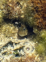 Istiblennius