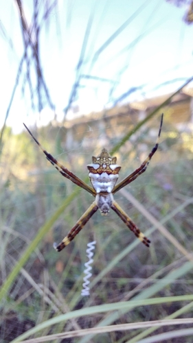 Silver Garden Orbweaver