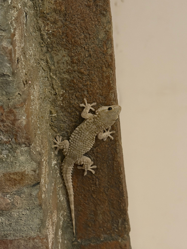 Moorish Gecko