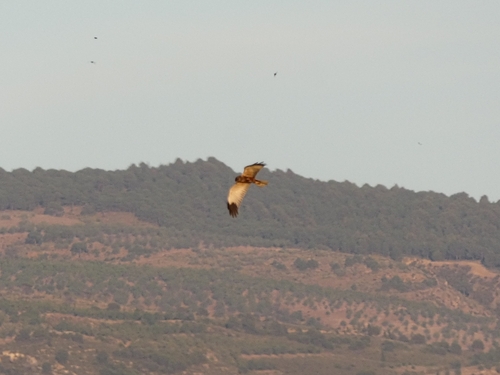 Eurasian Marsh Harrier