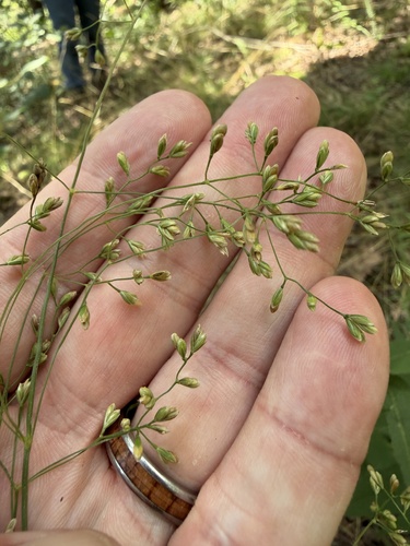 Festuca paradoxa, 2026-07-01