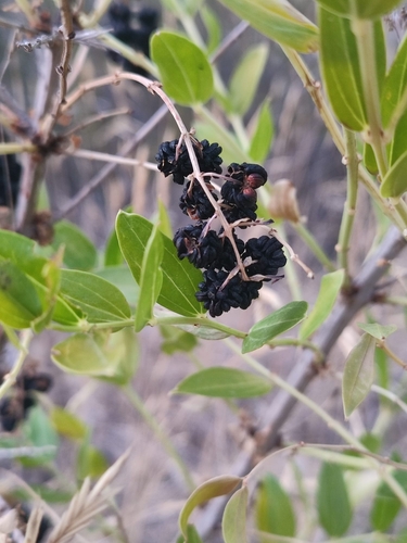 ink plant