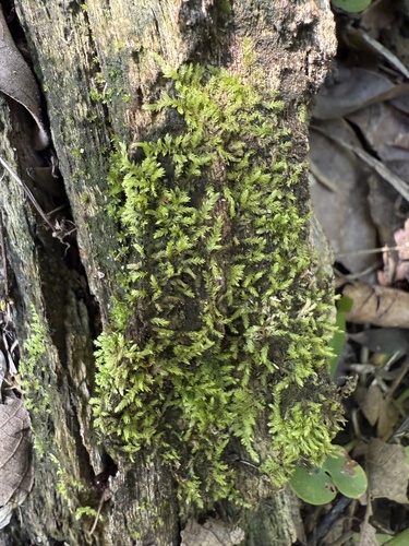 Brachythecium rivulare observed 2026-07-02