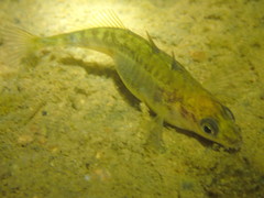 Gasterosteus aculeatus