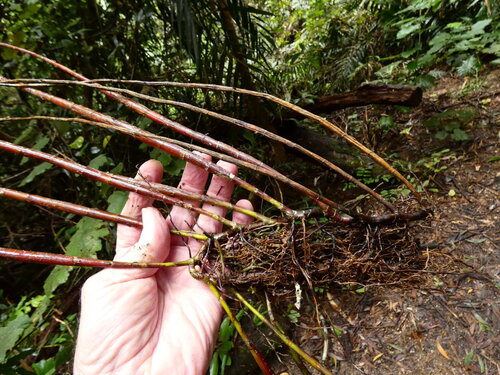 Agrostophyllum observed 2026-07-02