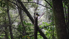 Petroica macrocephala