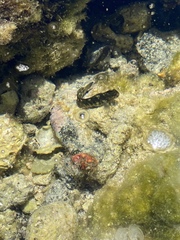 Istiblennius