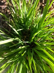 Chamaescilla corymbosa