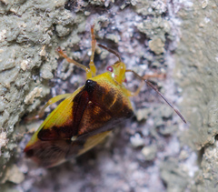 Elasmostethus nubilus