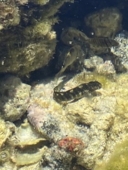 Istiblennius