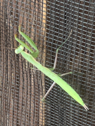 European Mantis