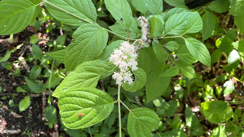 red osier dogwood