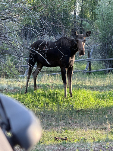Moose