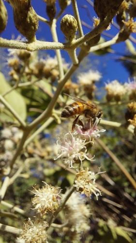 Western Honey Bee