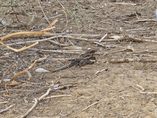Long-tailed Nightjar