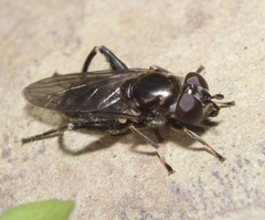 Chalcosyrphus