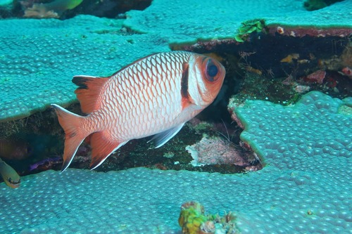 Myripristis botche observed 2025-12-25