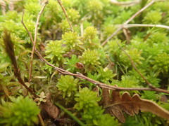 Sphagnum mendocinum