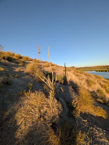 Reseda suffruticosa, photograph 1