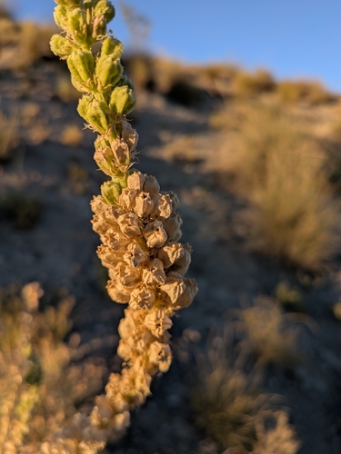 Reseda suffruticosa, photograph 2