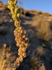 Reseda suffruticosa, photograph (c) frangp, some rights reserved (CC BY)