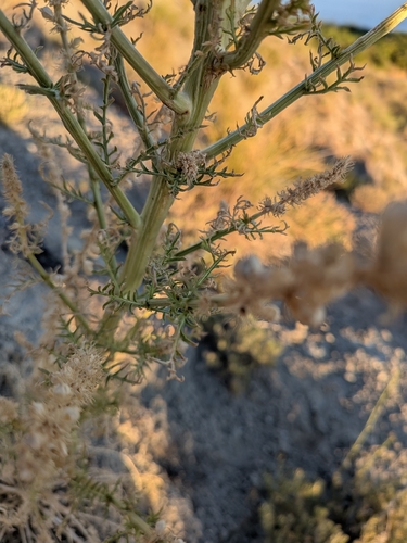Reseda suffruticosa, photograph 3