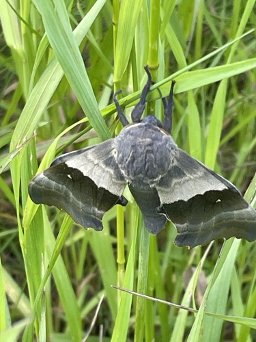 Modest Sphinx