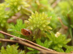 Sphagnum mendocinum