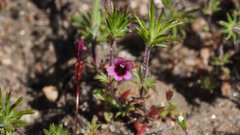 Erythranthe androsacea